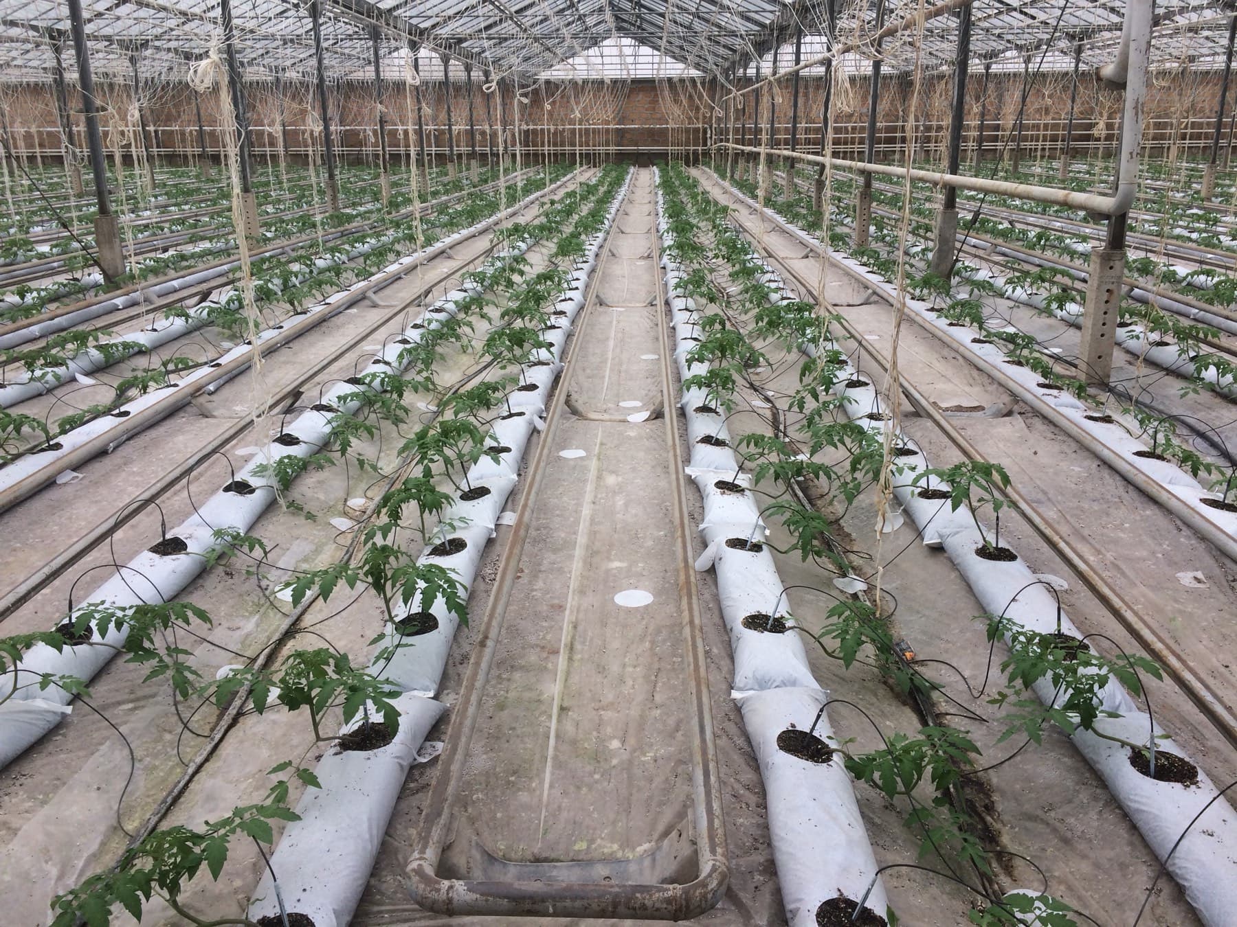Reihen junger Pflanzen in Grow Bags in einem Gewächshaus