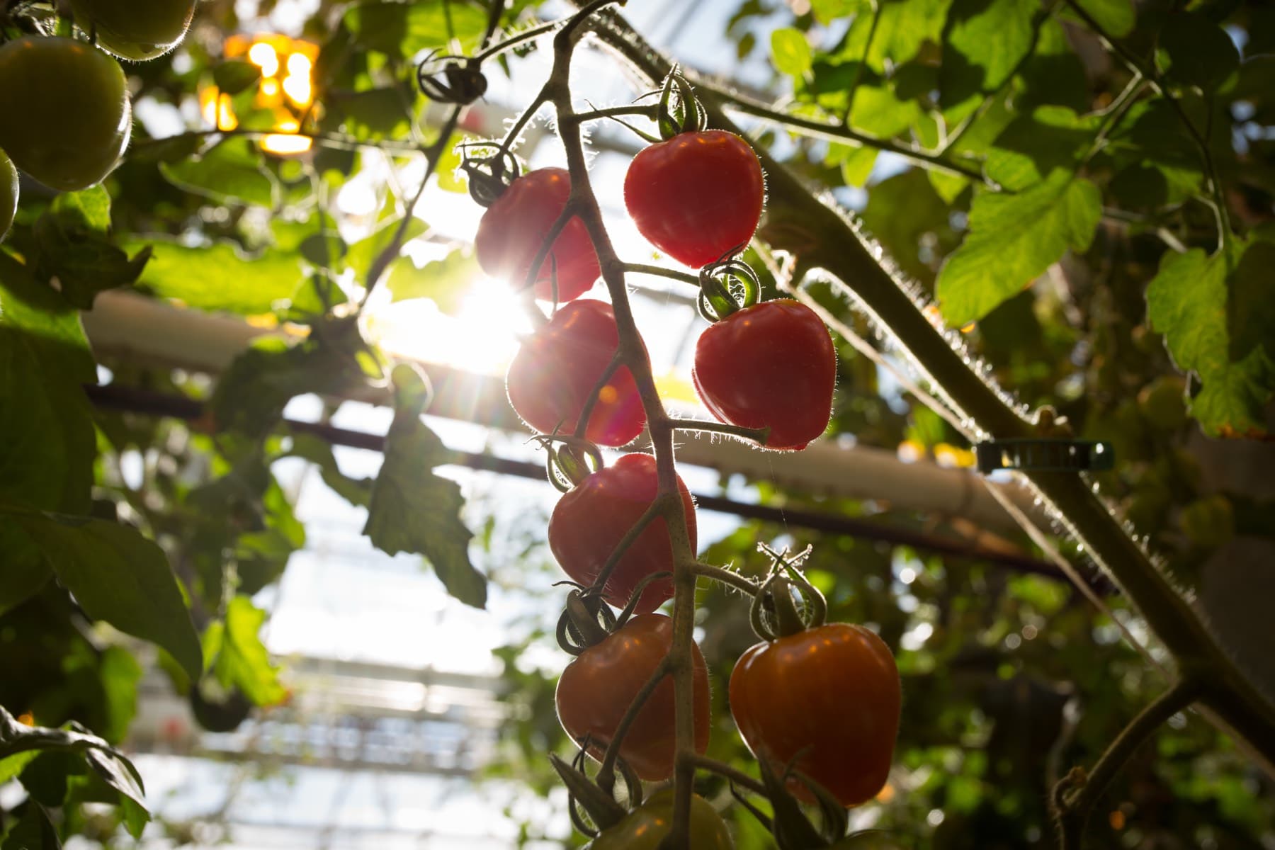 Reifende Tomaten im Gewächshaus