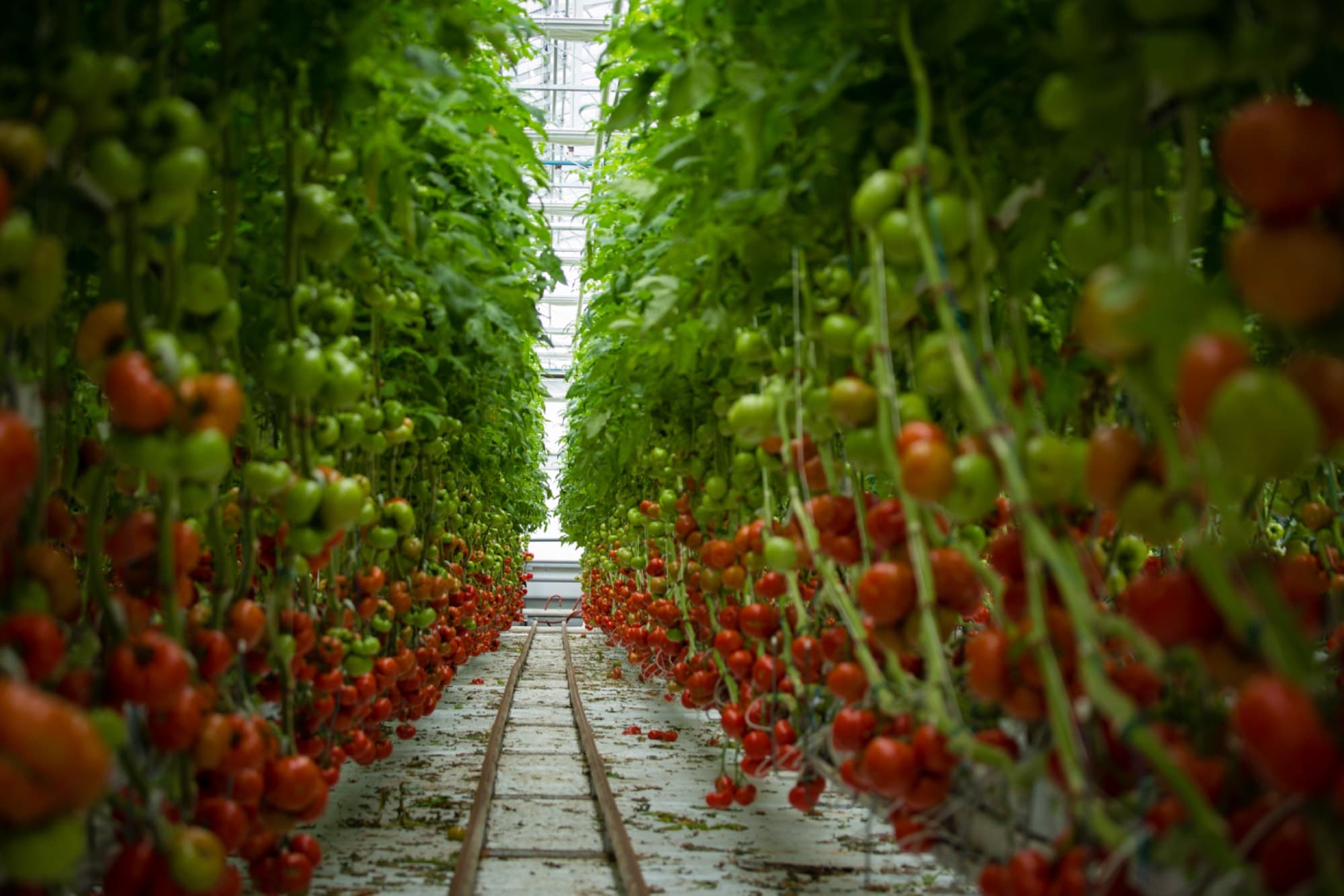 Tomatenkultur in einem professionellen Gewächshaus