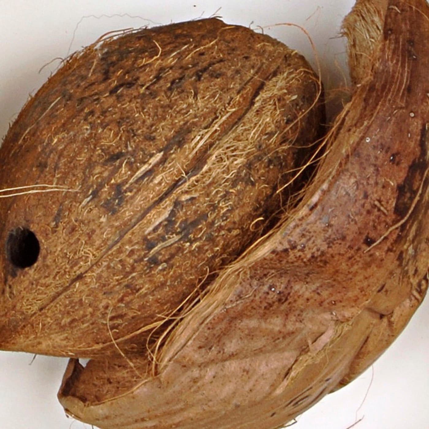 Kokosnussschale